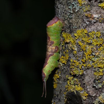 Furcula bifida (hranostajník osikový), Hády - odkaliště