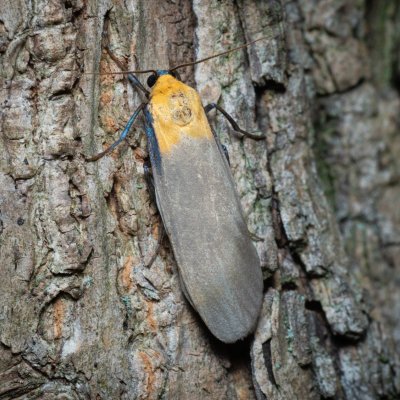 Lithosia quadra (lišejníkovec čtveroskvrnný), Nebovidy