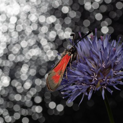 Zygaena punctum (vřetenuška čtverotečná), Havranické vřesoviště