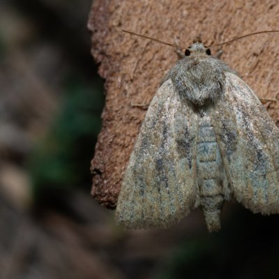 Photedes fluxa (travařka třtinová), Hády