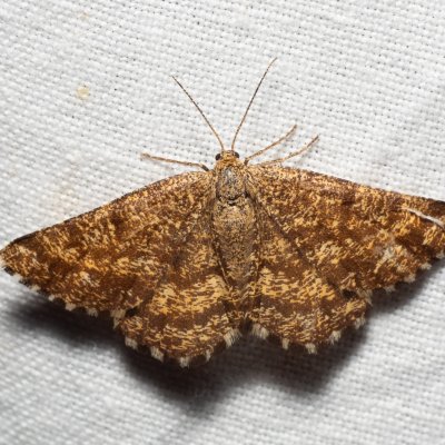 Ematurga atomaria (tmavoskvrnáč vřesový), NPR Slanisko u Nesytu