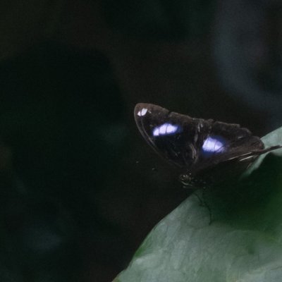 Hypolimnas bolina (-), TH, Railay