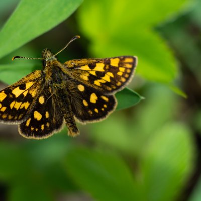 Carterocephalus palaemon (soumračník jitrocelový), PR Bosonožský hájek
