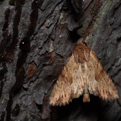 Apamea sublustris (šedavka žlutá), Havranické vřesoviště