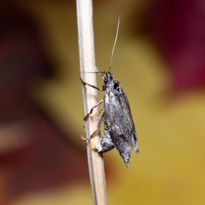 Diurnea lipsiella (šedivěnka podzimní), Žebětín