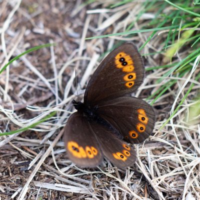 Erebia medusa (okáč rosíčkový), Čebínský kopec