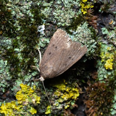 Amphipyra tragopoginis (blýskavka obecná), Hrušovany u Brna