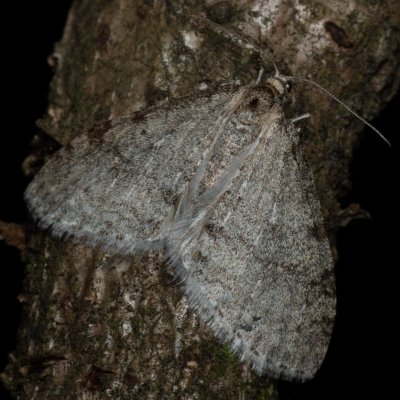 Trichopteryx carpinata (šedokřídlec habrový), Žebětín