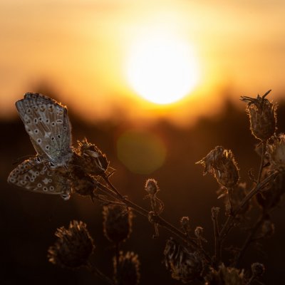 Polyommatus coridon (modrásek vikvicový), PP Černice