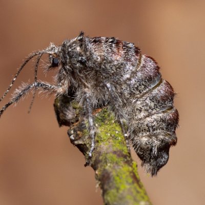 Apocheima hispidaria (drsnokřídlec dubový), Žebětín