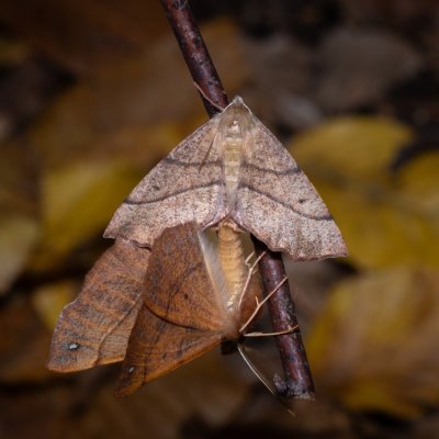 Colotois pennaria (zejkovec pozdní), Žebětín