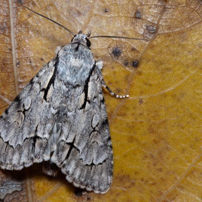 Acronicta psi (šípověnka trnková), Hrabětice
