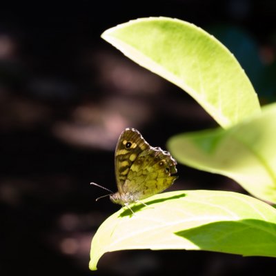 Pararge aegeria (okáč pýrový), HR, Pula