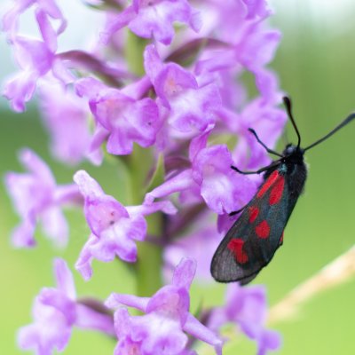 Zygaena loti (vřetenuška kozincová), PP Obůrky - Třeštěnec