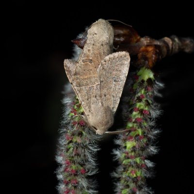 Orthosia cruda (jarnice menší), Kývalka