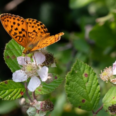 Brenthis daphne (perleťovec ostružinový), NPR Čertoryje