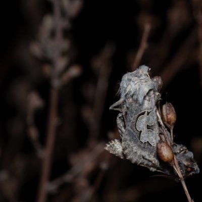 Perigrapha i-cinctum (můra ozdobná), PP Člupy