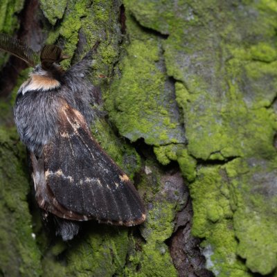 Poecilocampa populi (bourovec topolový), Žebětín