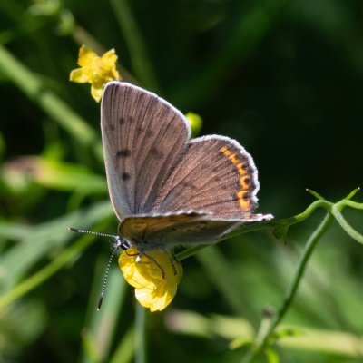Lycaena alciphron (ohniváček modrolesklý), SK, Štôla