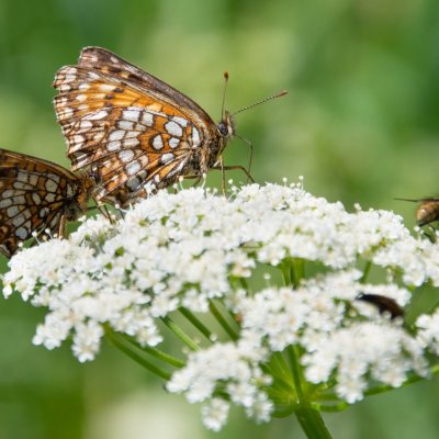 Melitaea diamina (hnědásek rozrazilový), SK, Štôla