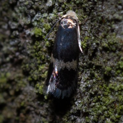 Nepticulidae sp., Podkomorské lesy, Kopeček