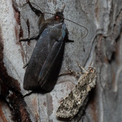 Amphipyra livida (blýskavka černá), PR Svatý kopeček