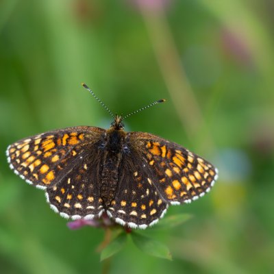 Melitaea athalia (hnědásek jitrocelový), SK, Štôla