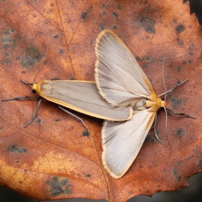 Eilema depressa (lišejníkovec žlutokrajný), NPR Radostínské rašeliniště