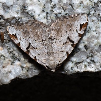 Macaria wauaria (kropenatec rybízový), SK, Štôla