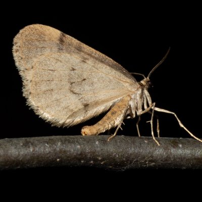 Operophtera brumata (píďalka podzimní), Žebětín