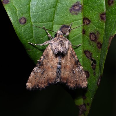 Apamea scolopacina (šedavka třeslicová), Hrabětice