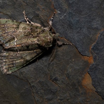 Polyphaenis sericata (blýskavka žlutokřídlá), PR Turold