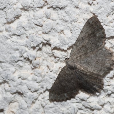 Dicrognophos sartata (-), HR, Jablanac