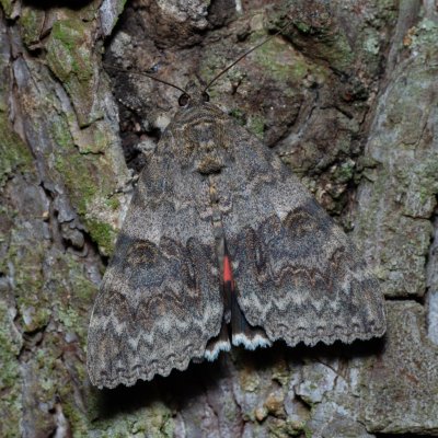 Catocala nupta (stužkonoska olšová), Žebětín