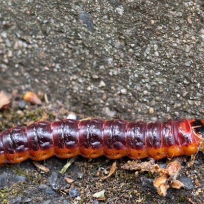 Cossus cossus (drvopleň obecný), ZOO Brno