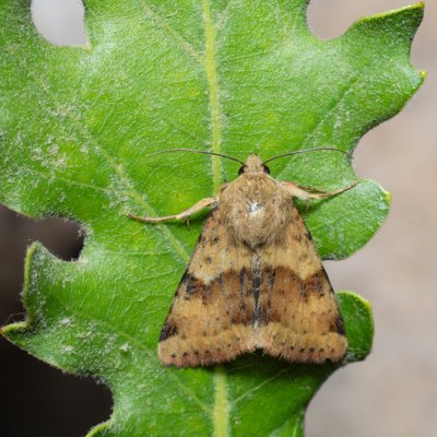 Heliothis viriplaca (černopáska štětková), PR Svatý kopeček
