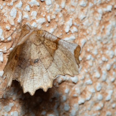 Selenia lunularia (zejkovec maliníkový), IT, Kuens, Jižní Tyrolsko