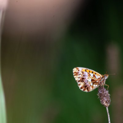 Boloria dia (perleťovec nejmenší), Žebětín