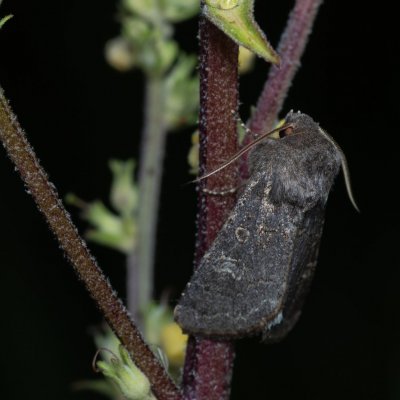 Tholera cespitis (můra metlicová), PR Kamenný vrch