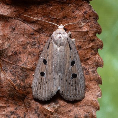 Chilodes maritima (rákosnice proměnlivá), Hrabětice
