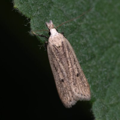 Nothris verbascella (makadlovka diviznová), Zbýšovská halda