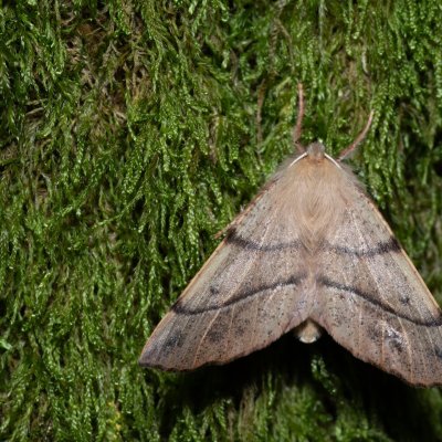Colotois pennaria (zejkovec pozdní), Žebětín