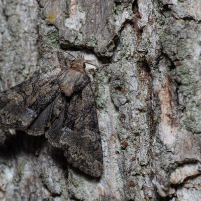 Pabulatrix pabulatricula (-), Lysá hora u Ochozu