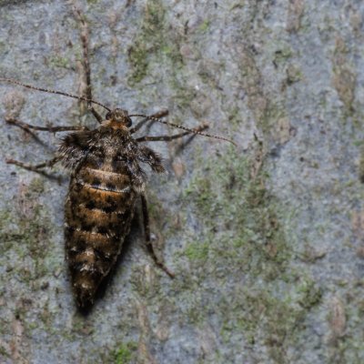 Agriopis aurantiaria (tmavoskvrnáč zlatavý), Žebětín