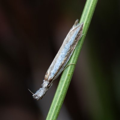 Pleurota aristella (-), PP Kamenný vrch u Kurdějova