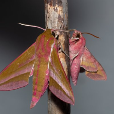 Deilephila elpenor (lišaj vrbkový), Deilephila porcellus (lišaj kyprejový), Hády