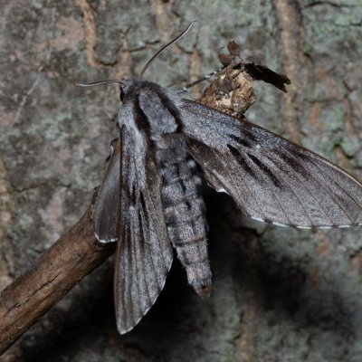 Sphinx pinastri (lišaj borový), Augšperský potok