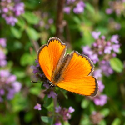Lycaena virgaureae (ohniváček celíkový), SK, Štôla