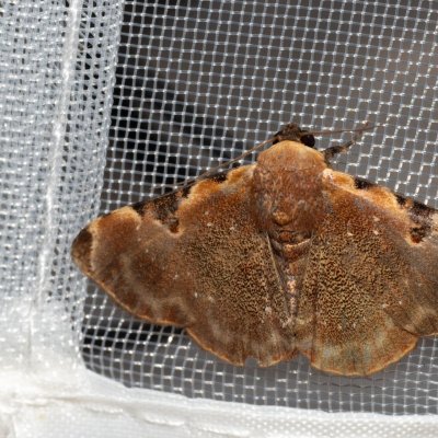 Diomea sp., TH, Khao Sok