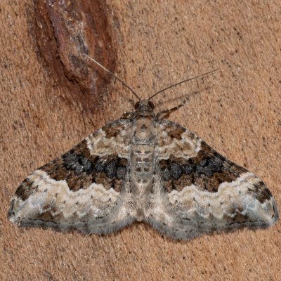 Epirrhoe galiata (píďalka úzkopruhá), NPP Stránská skála